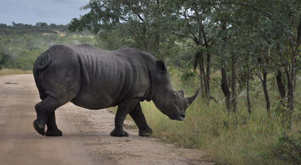 Conservation Organizations Team Up to Save the Sumatran Rhino