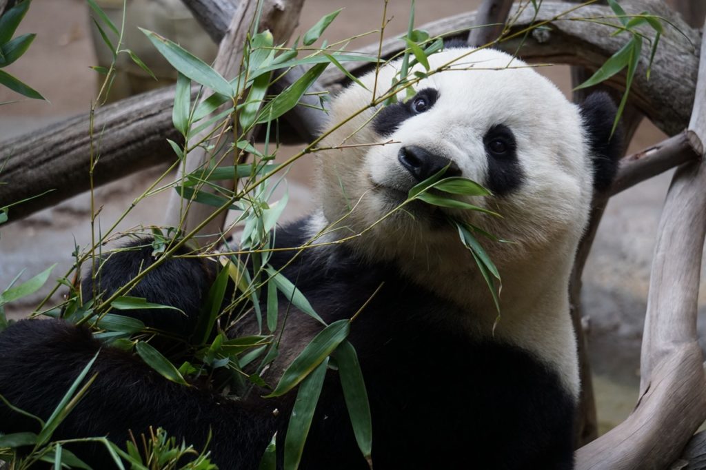 Baby Giant Panda, Weighing Mere 75 Grams At Birth, Now On Public Display At Japan's Adventure World; Taking Suggestions For Its Name From Sept. 13